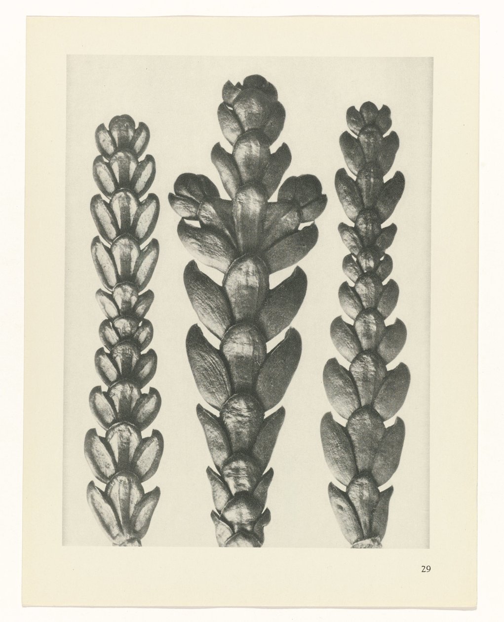 zaplanuj naukę Archetypy sztuki (tytuł serii) autorstwa Karl Blossfeldt