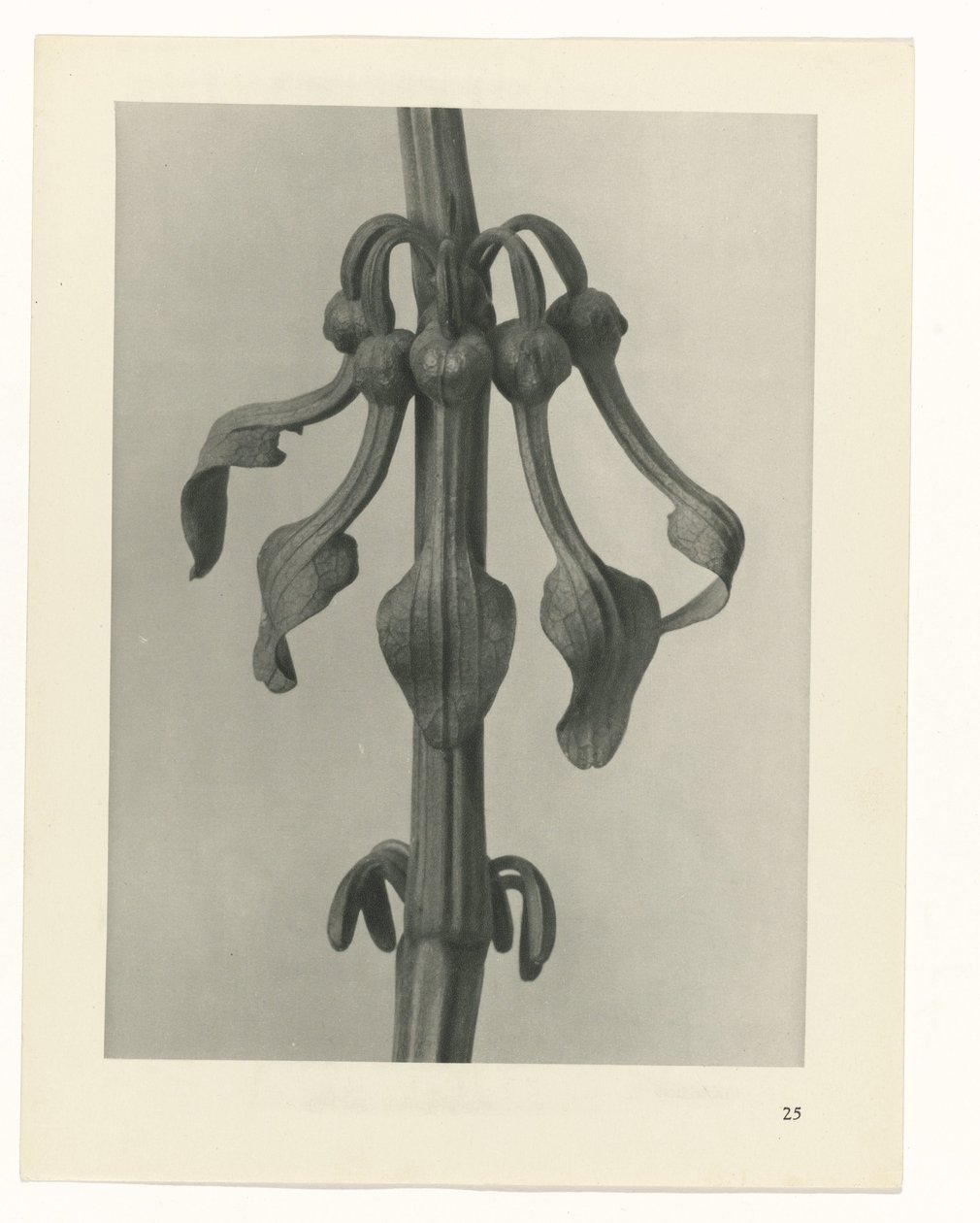 zaplanuj naukę Archetypy sztuki (tytuł serii) autorstwa Karl Blossfeldt