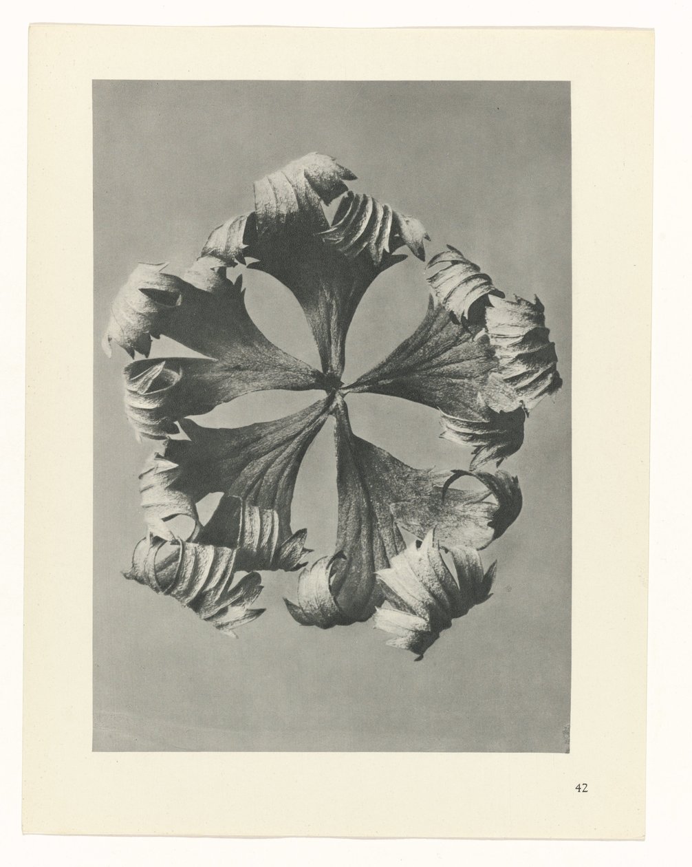 zaplanuj naukę Archetypy sztuki (tytuł serii) autorstwa Karl Blossfeldt