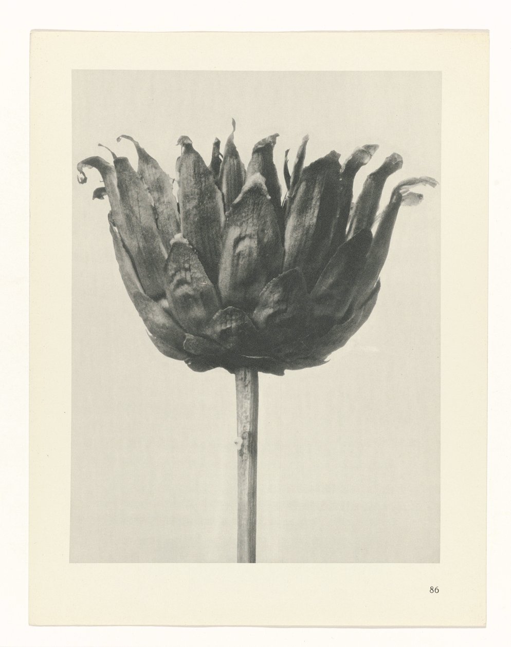 zaplanuj naukę Archetypy sztuki (tytuł serii) autorstwa Karl Blossfeldt