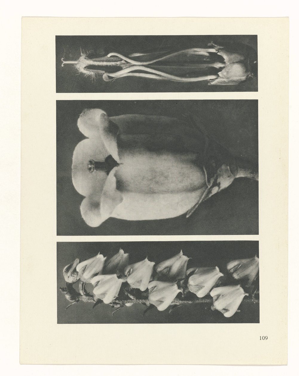 zaplanuj naukę Archetypy sztuki (tytuł serii) autorstwa Karl Blossfeldt