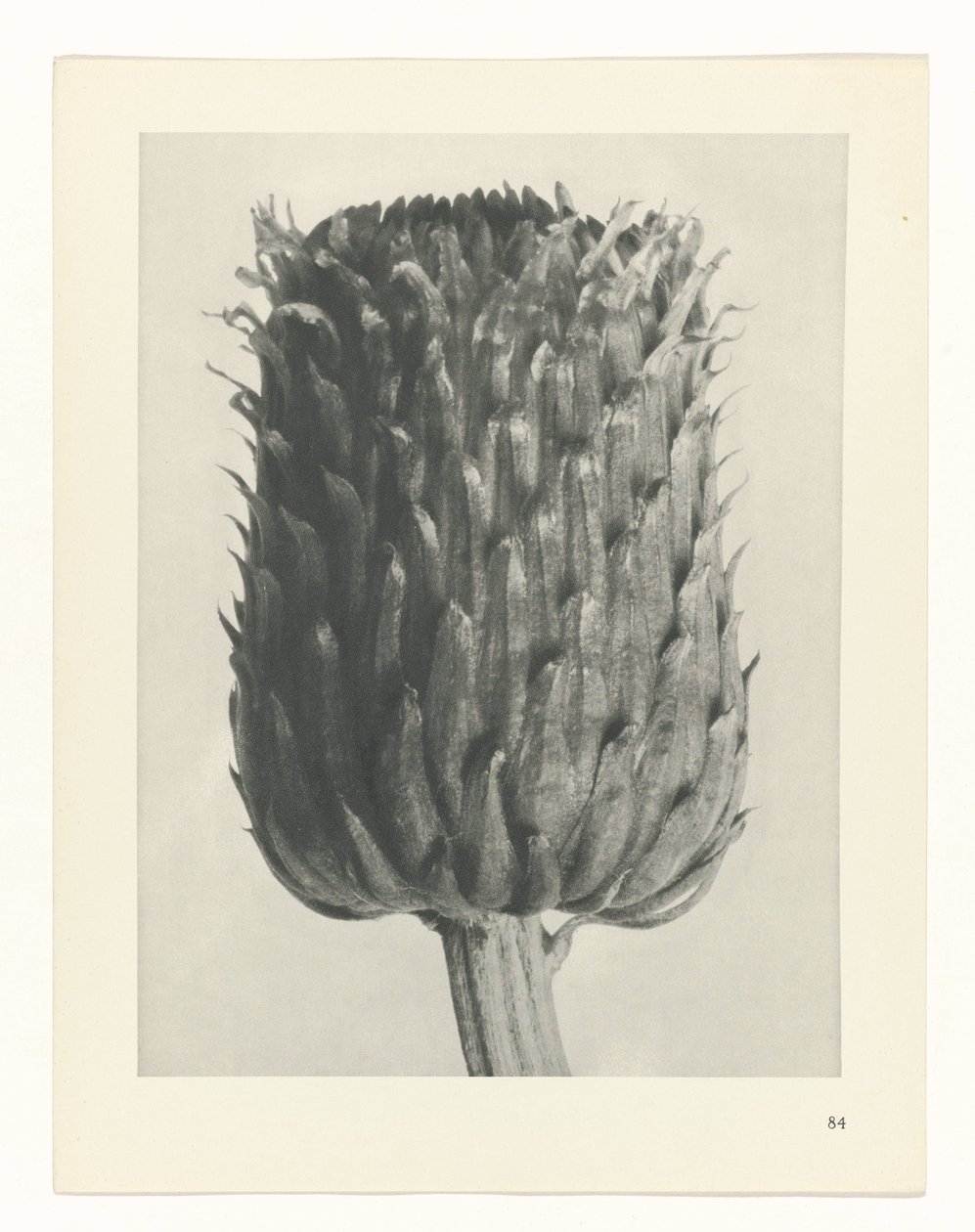 zaplanuj naukę Archetypy sztuki (tytuł serii) autorstwa Karl Blossfeldt