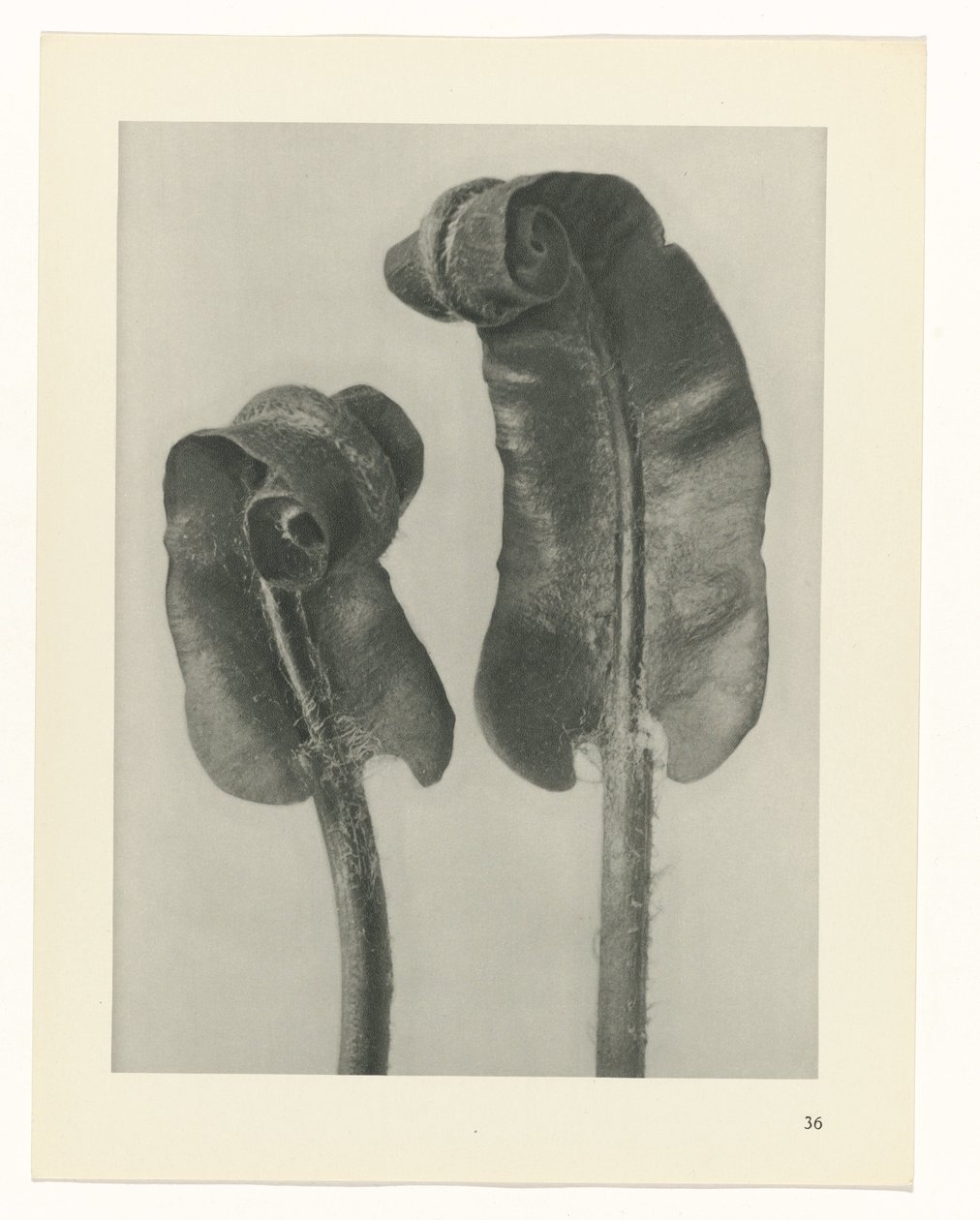 zaplanuj naukę Archetypy sztuki (tytuł serii) autorstwa Karl Blossfeldt