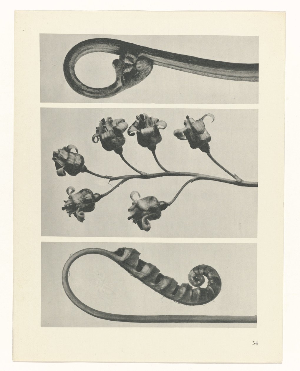 zaplanuj naukę Archetypy sztuki (tytuł serii) autorstwa Karl Blossfeldt