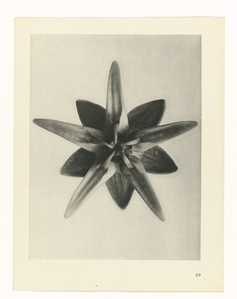 zaplanuj naukę Archetypy sztuki (tytuł serii) autorstwa Karl Blossfeldt