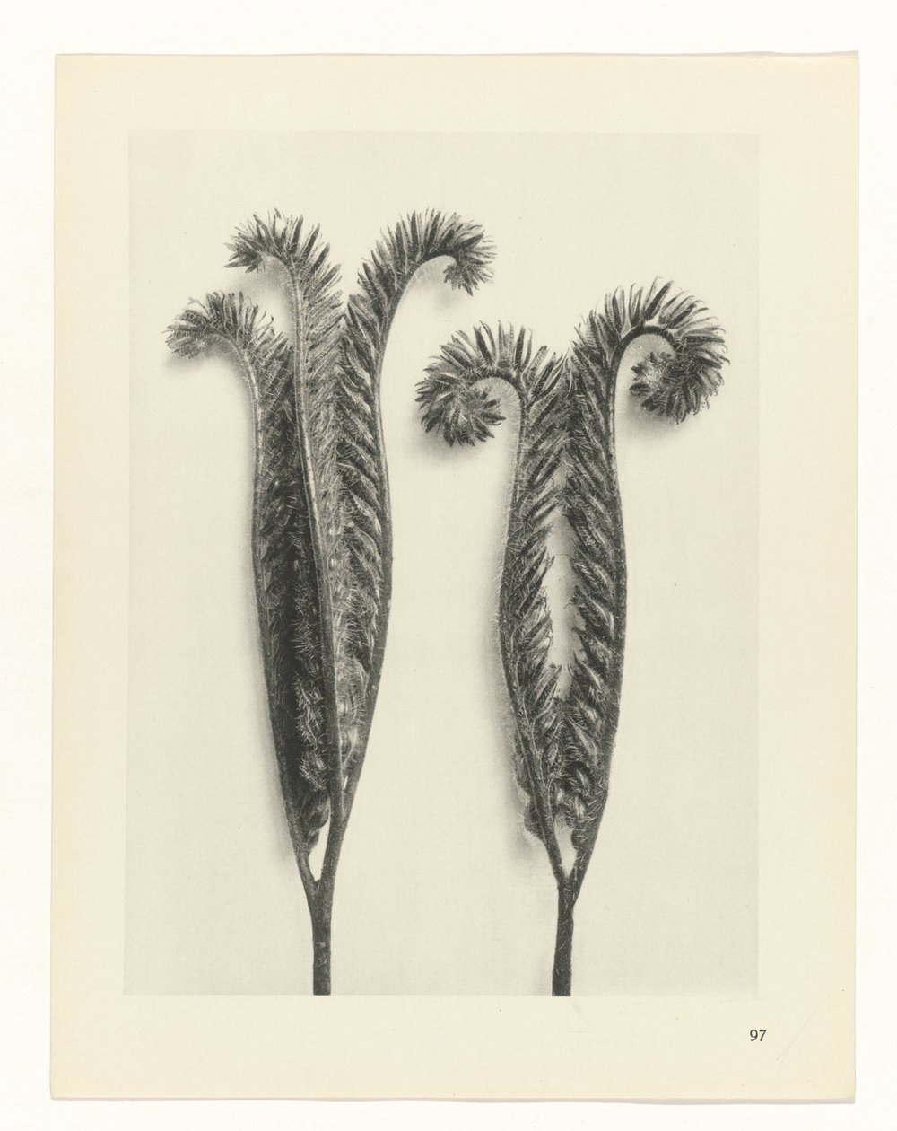 zaplanuj naukę Archetypy sztuki (tytuł serii) autorstwa Karl Blossfeldt