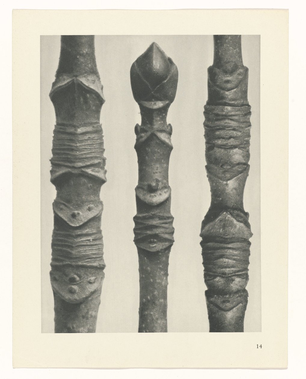 zaplanuj naukę Archetypy sztuki (tytuł serii) autorstwa Karl Blossfeldt