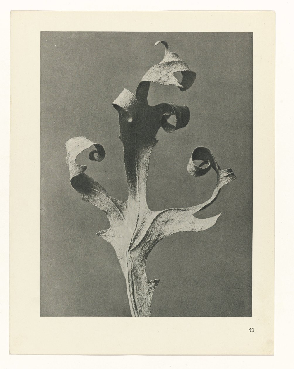 zaplanuj naukę Archetypy sztuki (tytuł serii) autorstwa Karl Blossfeldt