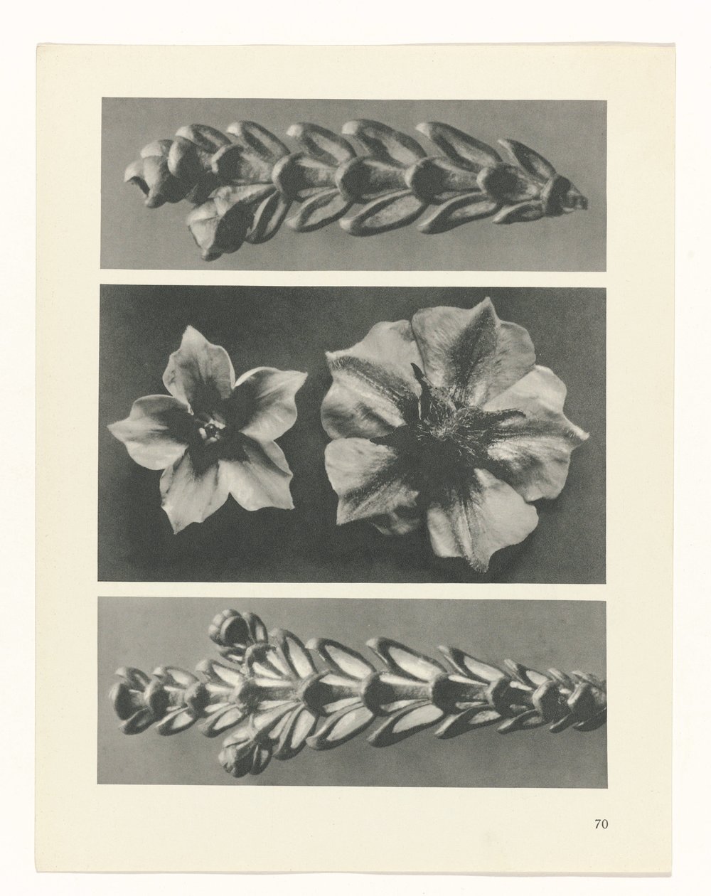 zaplanuj naukę Archetypy sztuki (tytuł serii) autorstwa Karl Blossfeldt