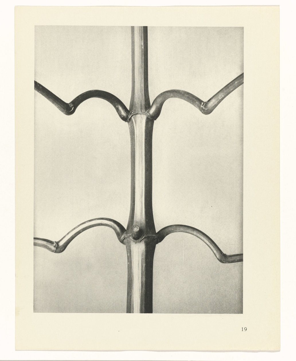 zaplanuj naukę Archetypy sztuki (tytuł serii) autorstwa Karl Blossfeldt