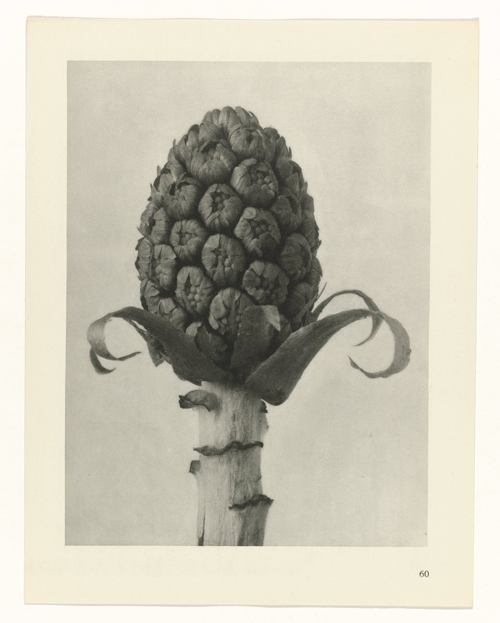 zaplanuj naukę Archetypy sztuki (tytuł serii) autorstwa Karl Blossfeldt