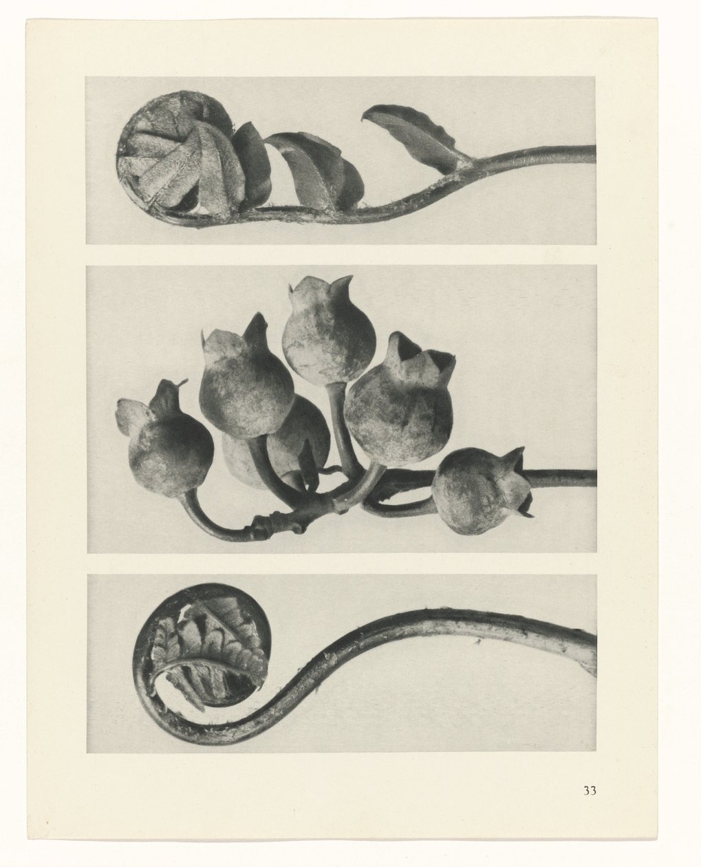 zaplanuj naukę Archetypy sztuki (tytuł serii) autorstwa Karl Blossfeldt