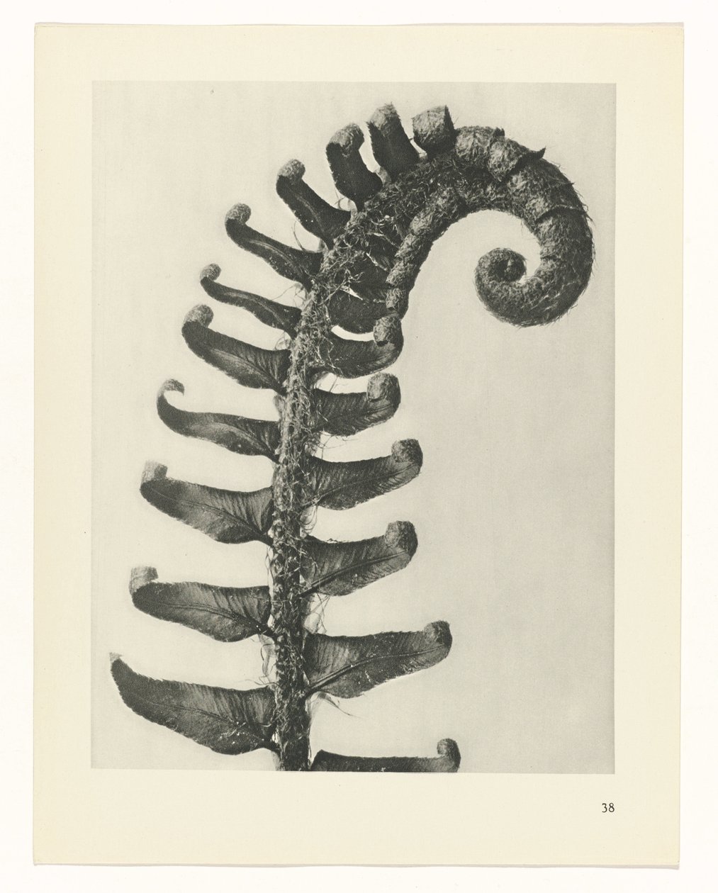 zaplanuj naukę Archetypy sztuki (tytuł serii) autorstwa Karl Blossfeldt