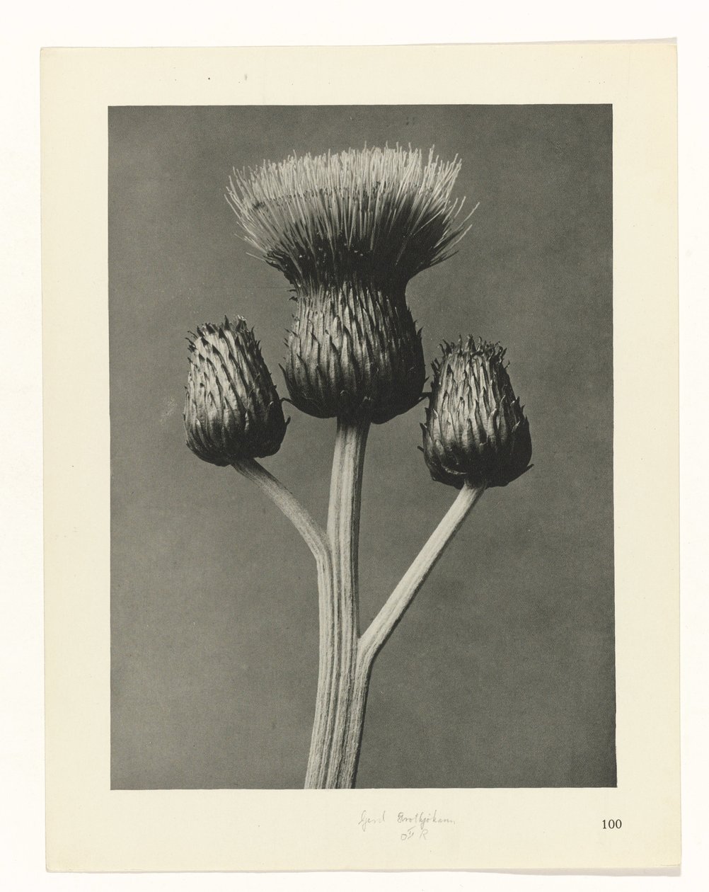 zaplanuj naukę Archetypy sztuki (tytuł serii) autorstwa Karl Blossfeldt