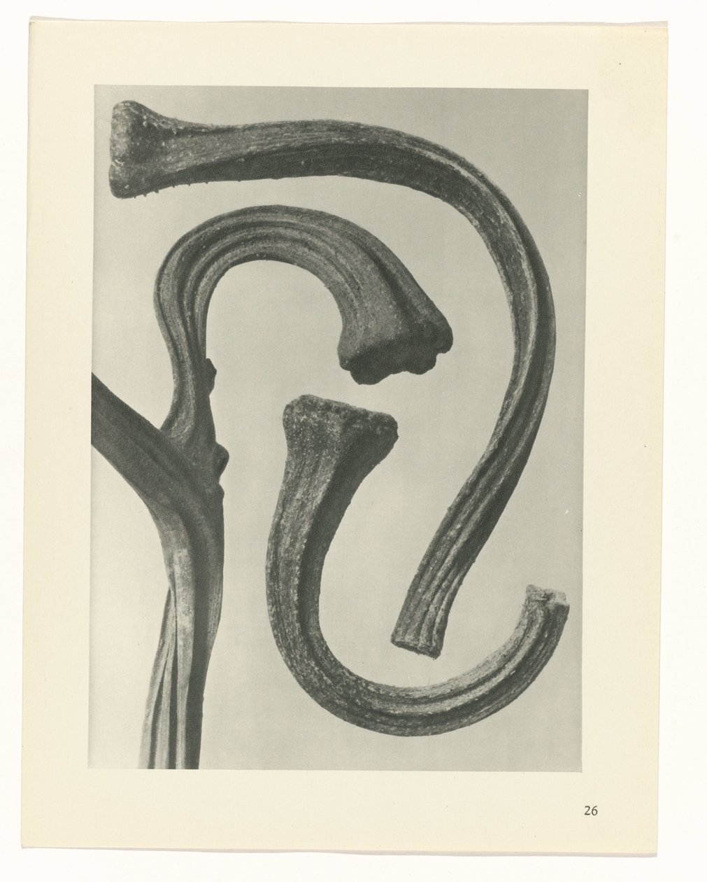 zaplanuj naukę Archetypy sztuki (tytuł serii) autorstwa Karl Blossfeldt