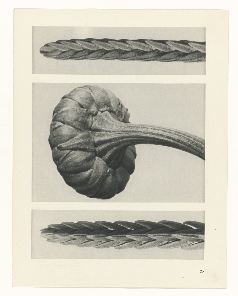 zaplanuj naukę Archetypy sztuki (tytuł serii) autorstwa Karl Blossfeldt