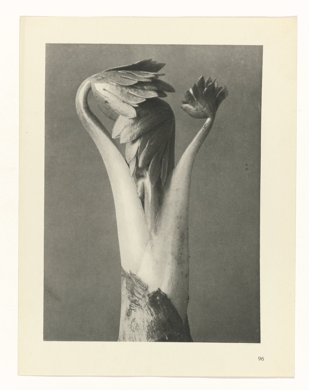 zaplanuj naukę Archetypy sztuki (tytuł serii) autorstwa Karl Blossfeldt