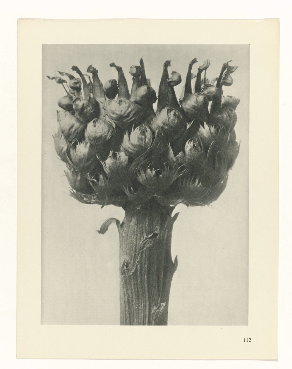 zaplanuj naukę Archetypy sztuki (tytuł serii) autorstwa Karl Blossfeldt
