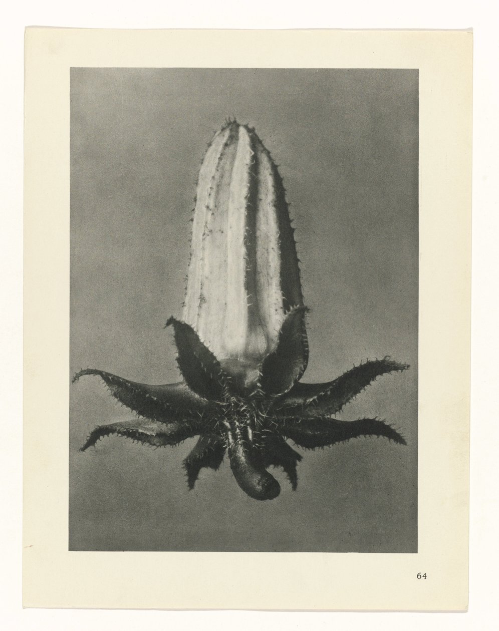 zaplanuj naukę Archetypy sztuki (tytuł serii) autorstwa Karl Blossfeldt