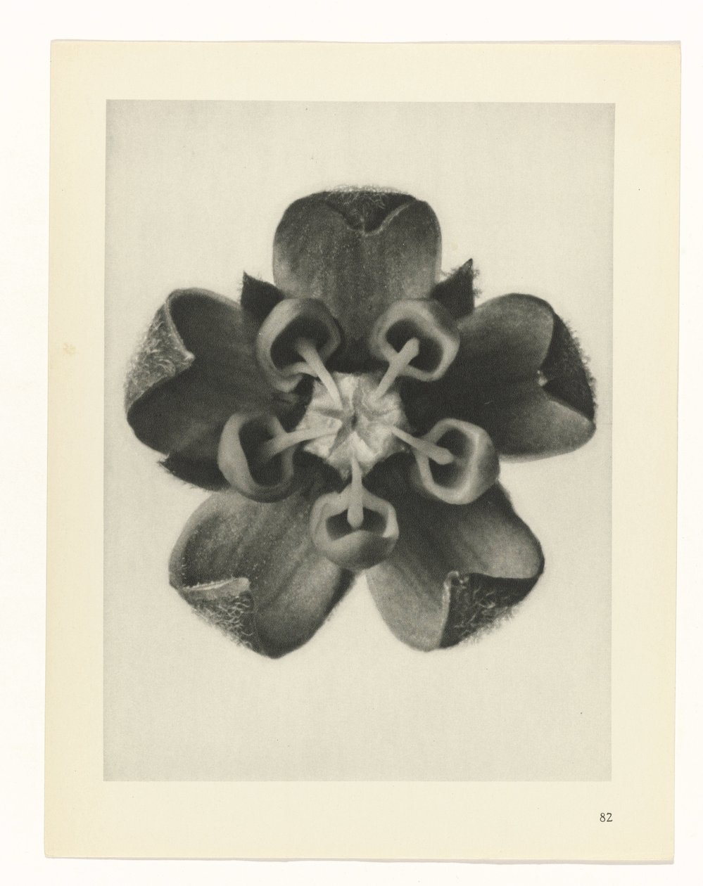 zaplanuj naukę Archetypy sztuki (tytuł serii) autorstwa Karl Blossfeldt