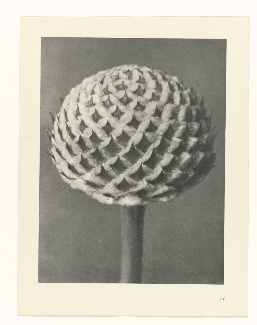 zaplanuj naukę Archetypy sztuki (tytuł serii) autorstwa Karl Blossfeldt