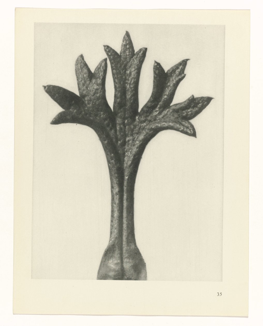 zaplanuj naukę Archetypy sztuki (tytuł serii) autorstwa Karl Blossfeldt
