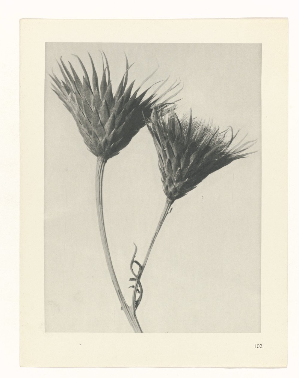 zaplanuj naukę Archetypy sztuki (tytuł serii) autorstwa Karl Blossfeldt