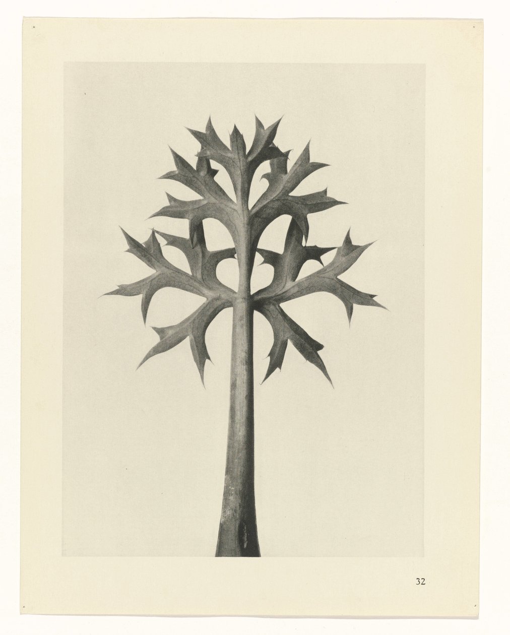 zaplanuj naukę Archetypy sztuki (tytuł serii) autorstwa Karl Blossfeldt