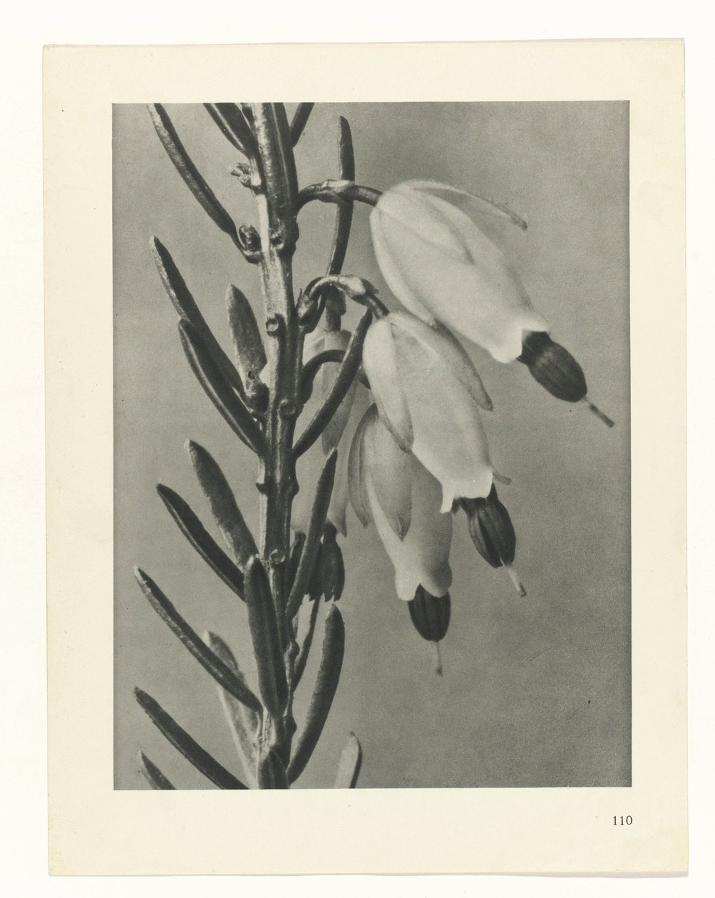 zaplanuj naukę Archetypy sztuki (tytuł serii) autorstwa Karl Blossfeldt