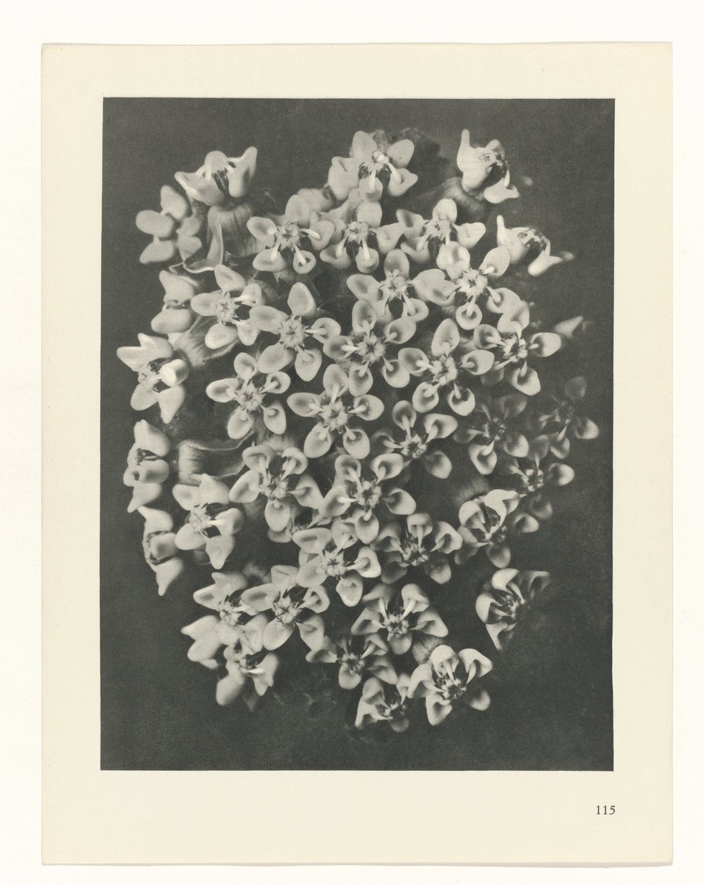 zaplanuj naukę Archetypy sztuki (tytuł serii) autorstwa Karl Blossfeldt