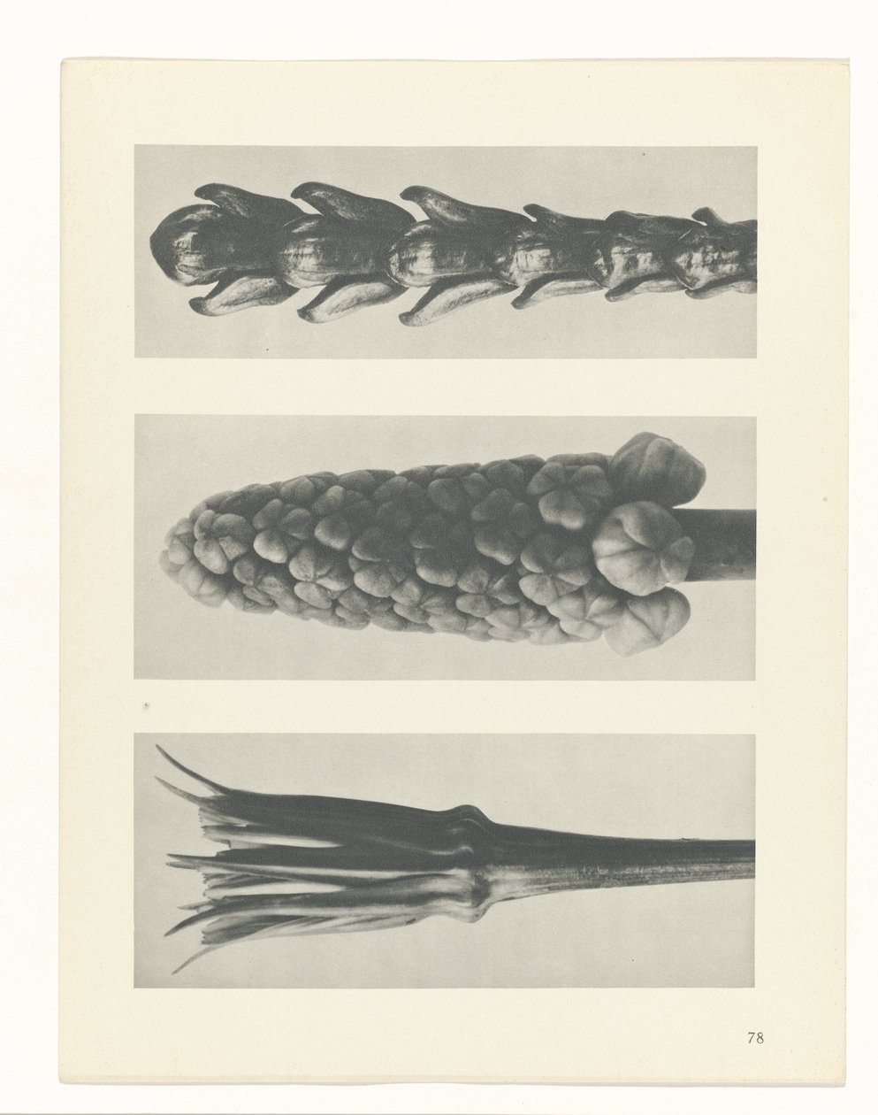 zaplanuj naukę Archetypy sztuki (tytuł serii) autorstwa Karl Blossfeldt