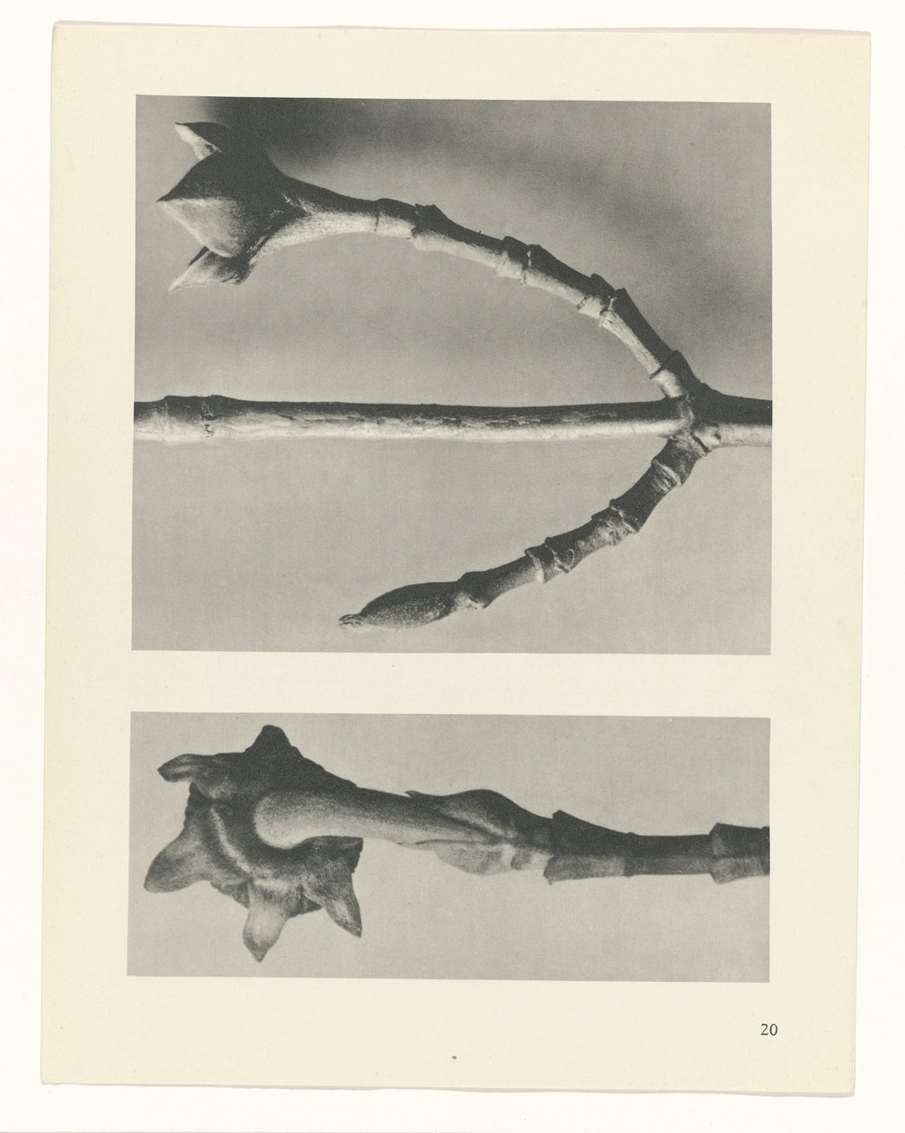 zaplanuj naukę Archetypy sztuki (tytuł serii) autorstwa Karl Blossfeldt