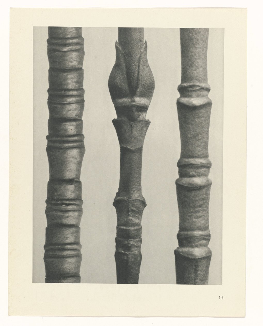 zaplanuj naukę Archetypy sztuki (tytuł serii) autorstwa Karl Blossfeldt