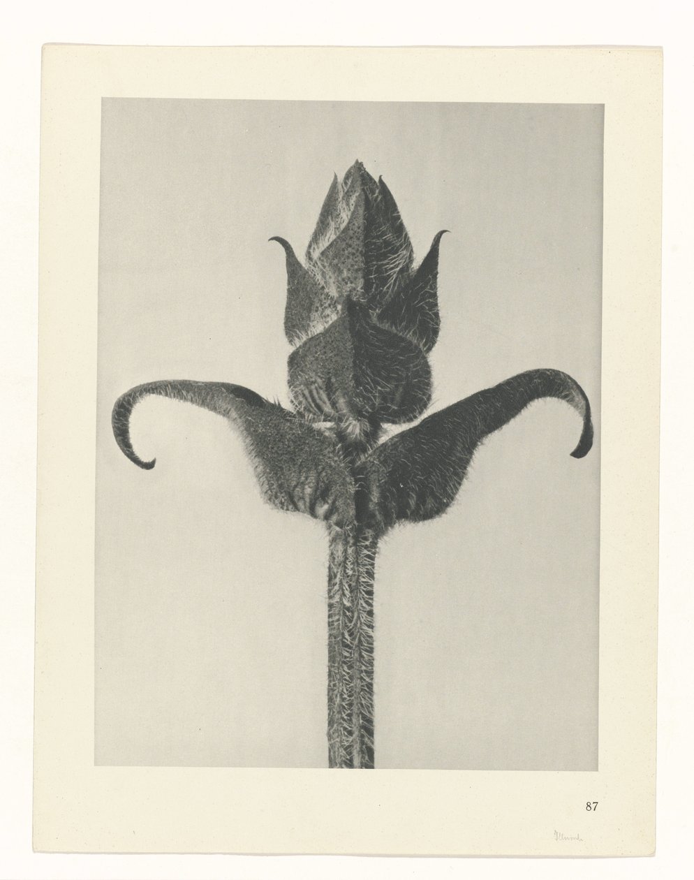 zaplanuj naukę Archetypy sztuki (tytuł serii) autorstwa Karl Blossfeldt