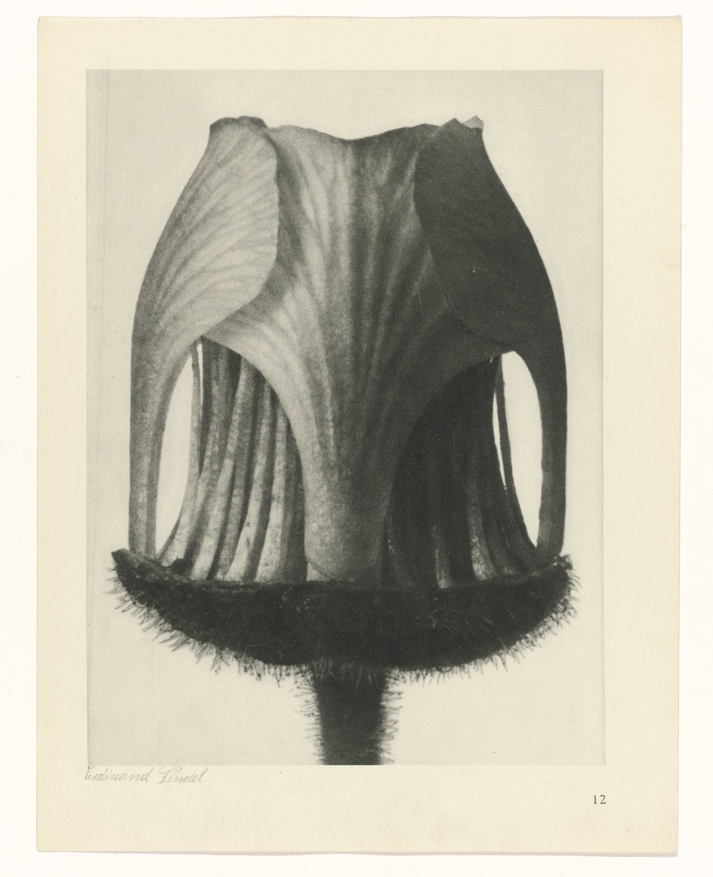 zaplanuj naukę Archetypy sztuki (tytuł serii) autorstwa Karl Blossfeldt