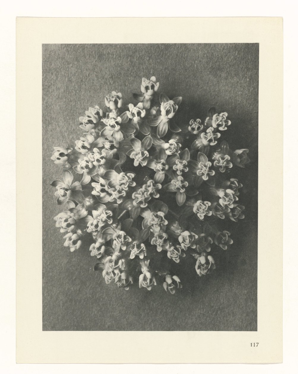 zaplanuj naukę Archetypy sztuki (tytuł serii) autorstwa Karl Blossfeldt