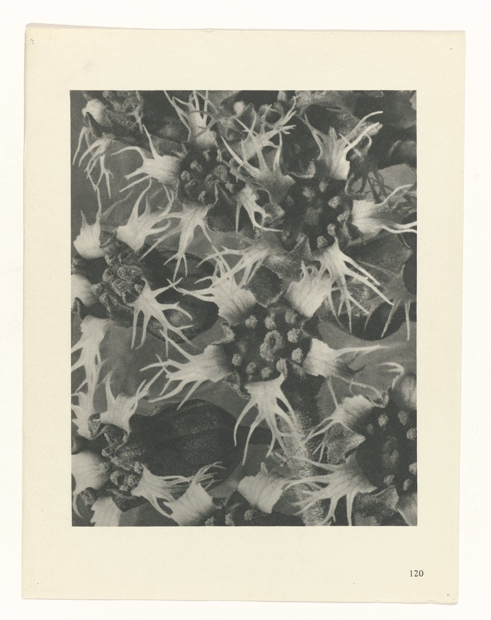 zaplanuj naukę Archetypy sztuki (tytuł serii) autorstwa Karl Blossfeldt