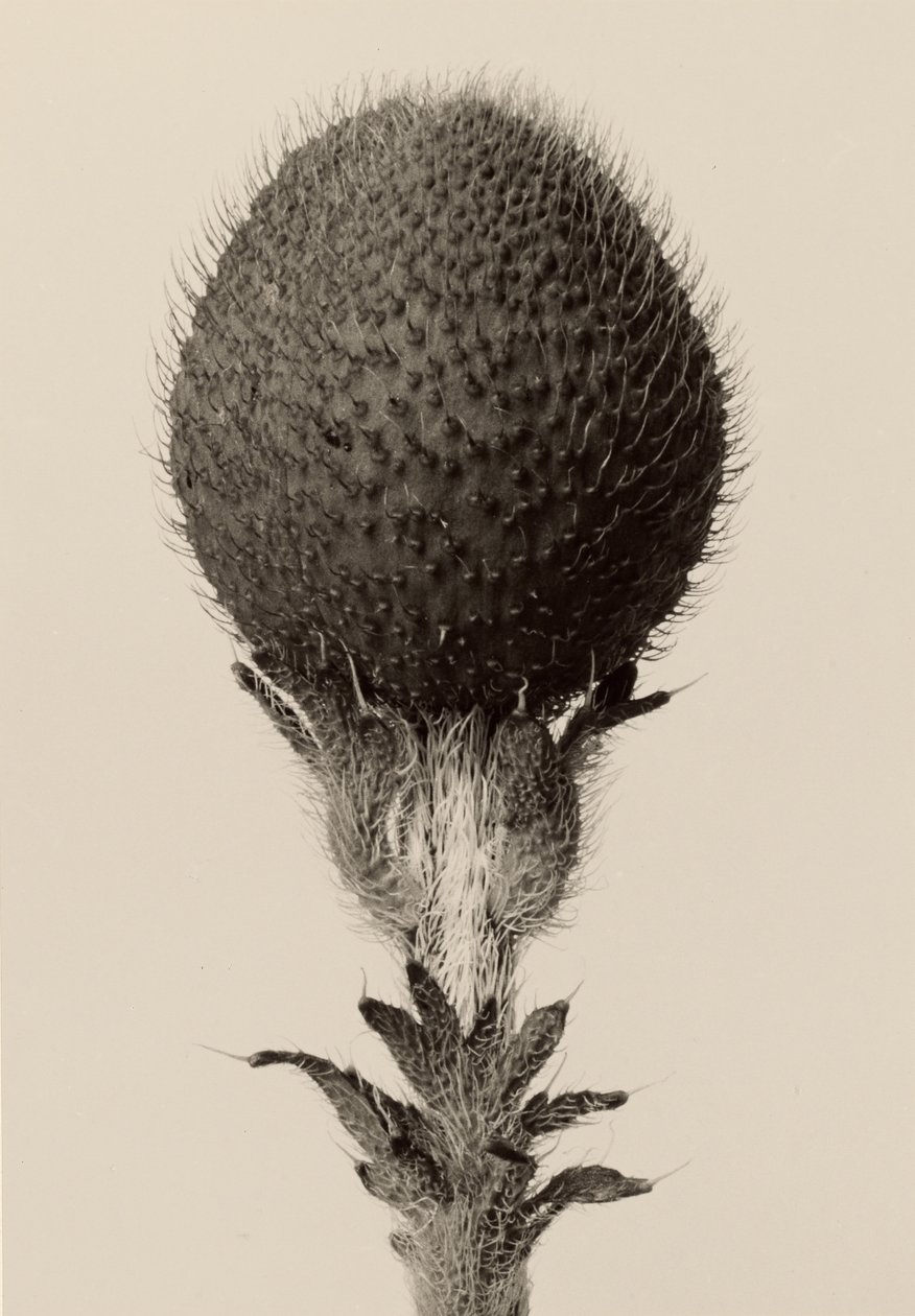 [Ciernista roślina cebulowa] autorstwa Karl Blossfeldt