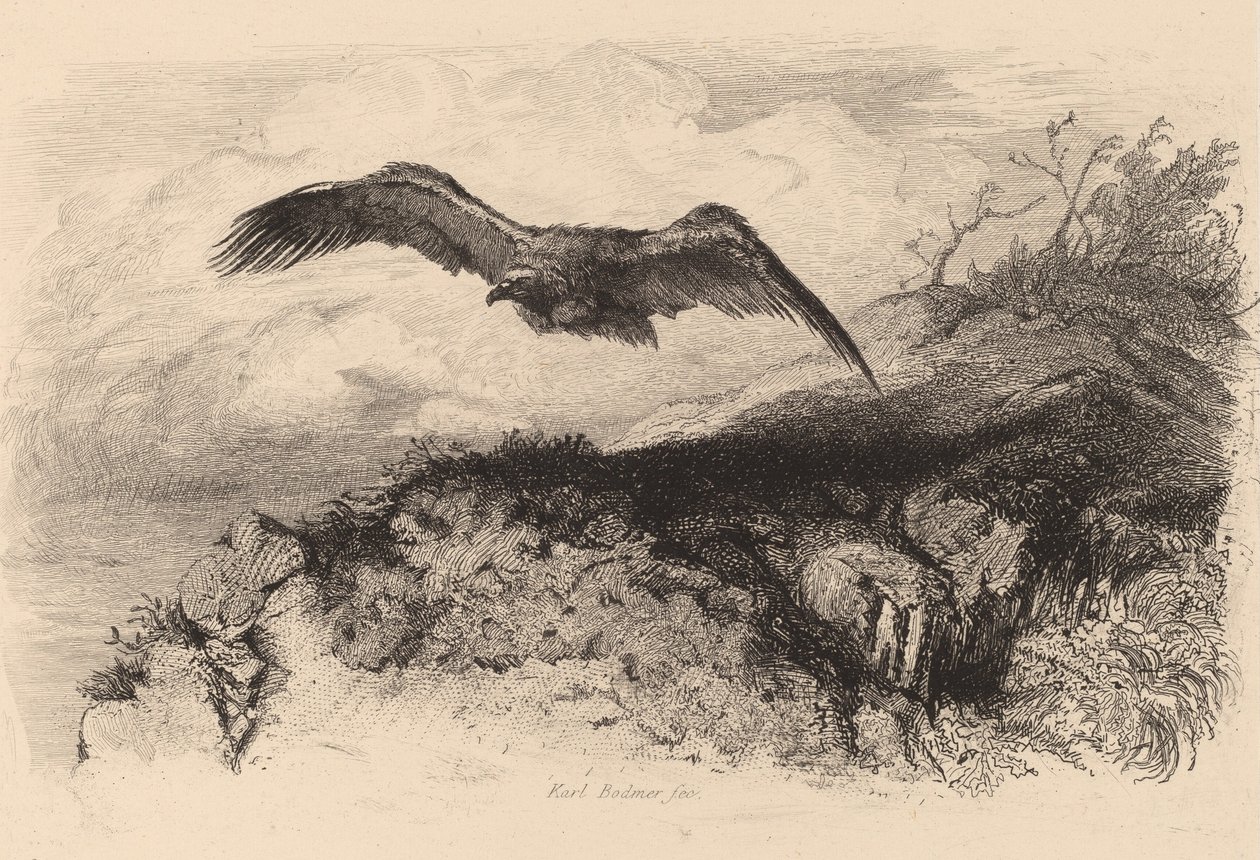 Orzeł w locie. autorstwa Karl Bodmer