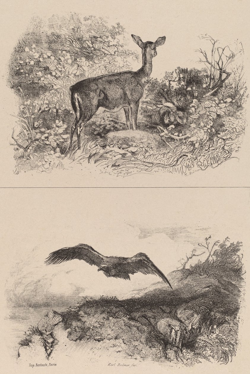 Łania, Orle. autorstwa Karl Bodmer