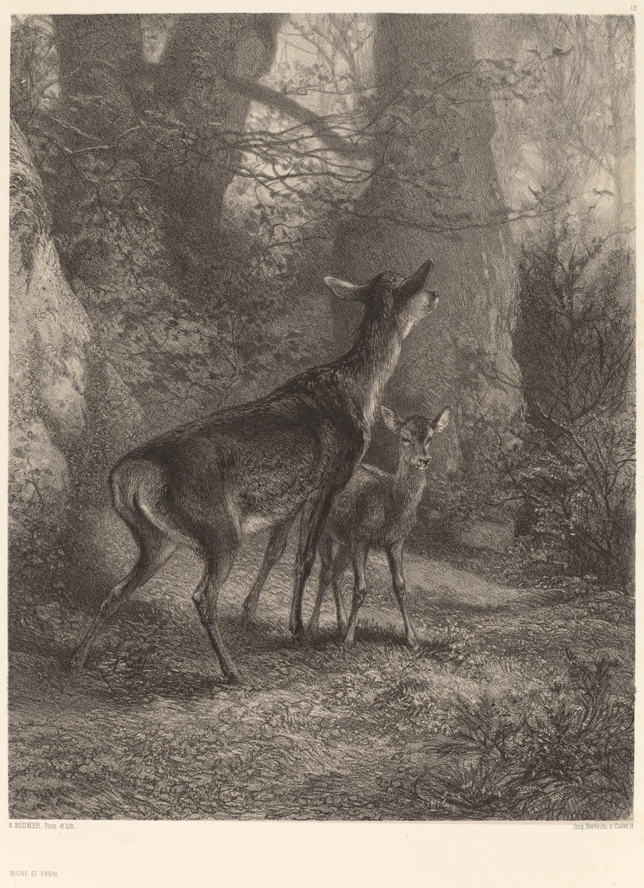 Łania i Jelonek autorstwa Karl Bodmer