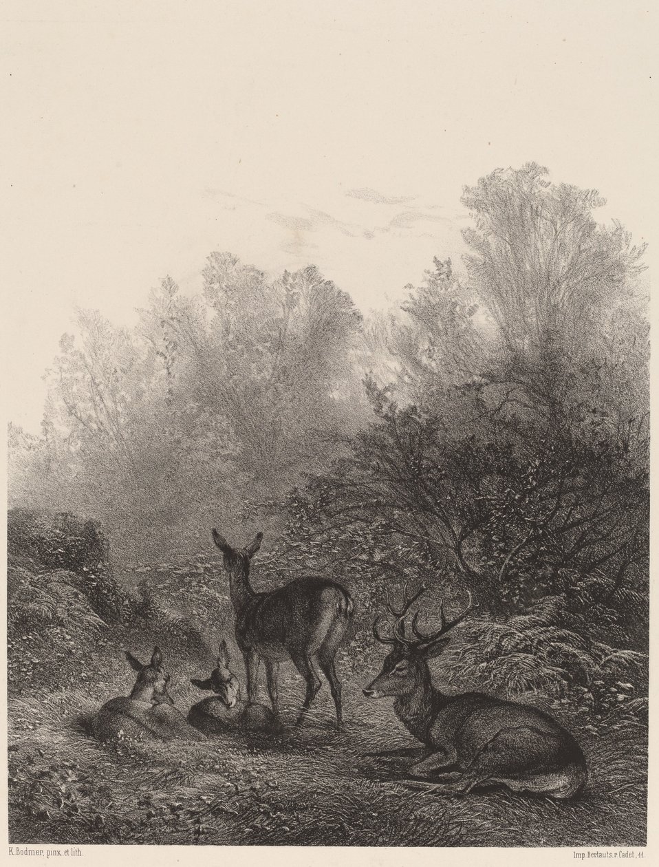 Łapy w spoczynku. autorstwa Karl Bodmer
