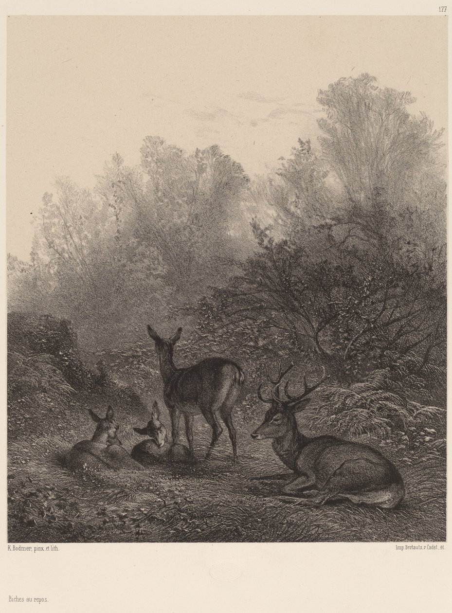 Łapy w spoczynku. autorstwa Karl Bodmer