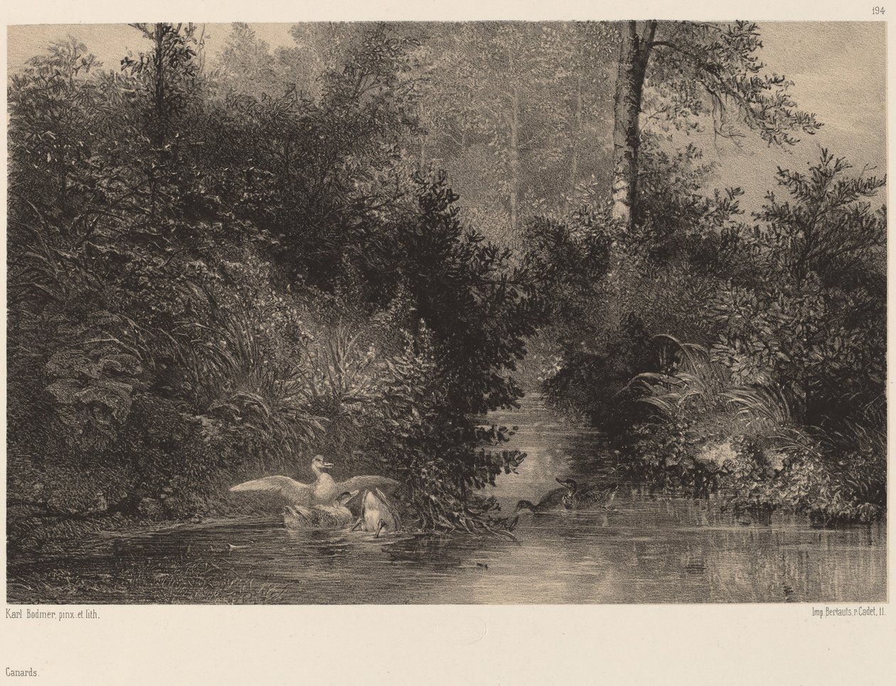 Kaczki autorstwa Karl Bodmer