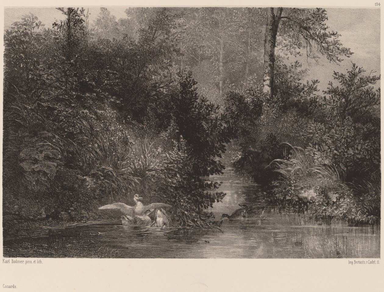 Kaczki, 18611866. autorstwa Karl Bodmer