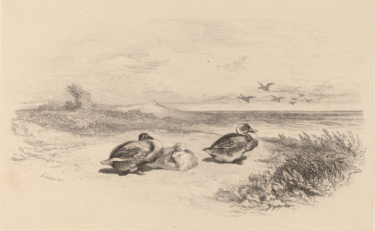 Dzikie kaczki. autorstwa Karl Bodmer