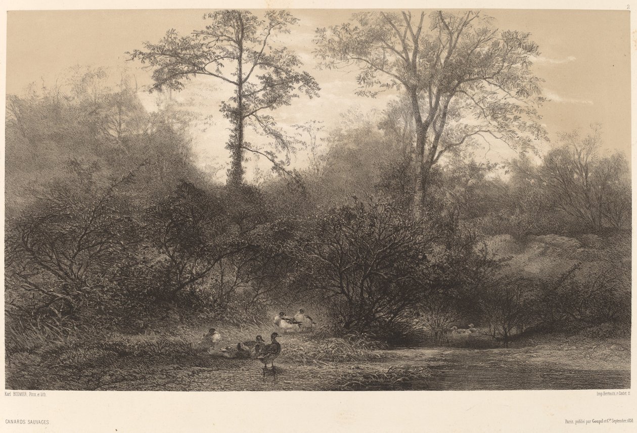 Dzikie kaczki. autorstwa Karl Bodmer
