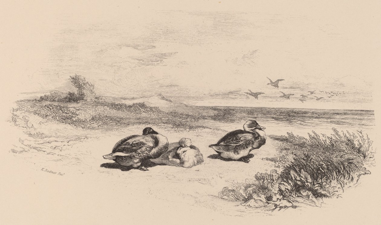 Dzikie kaczki. autorstwa Karl Bodmer