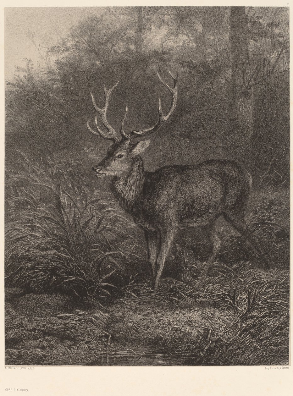 Cerf Dix-Cors. autorstwa Karl Bodmer