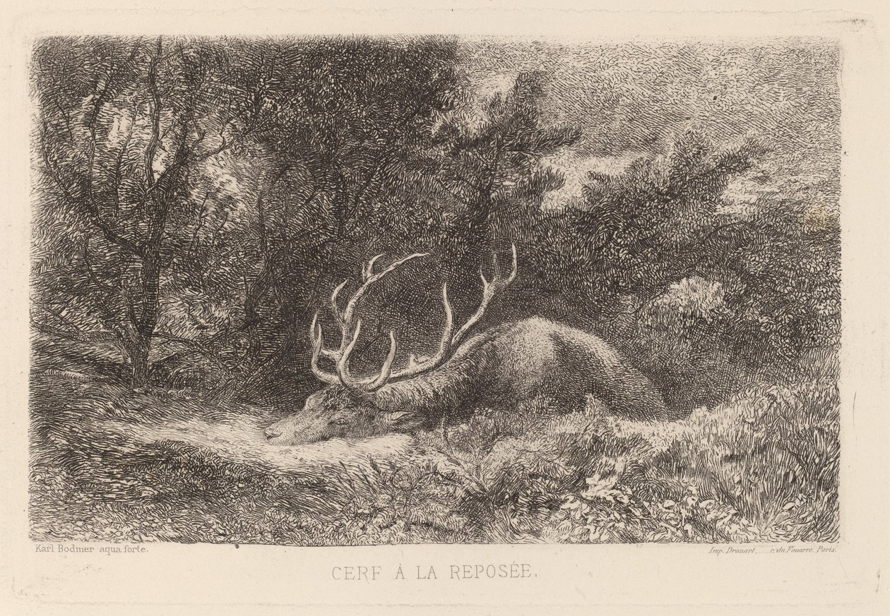 Jeleń a la Reposee autorstwa Karl Bodmer